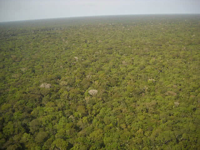 Amazon rainforest