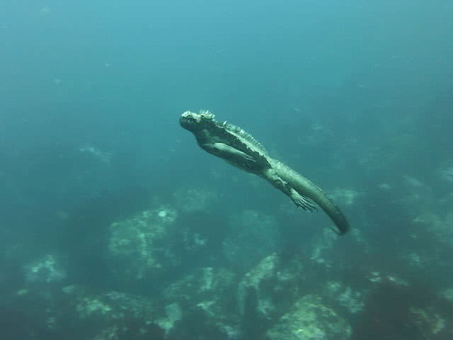 galapagos