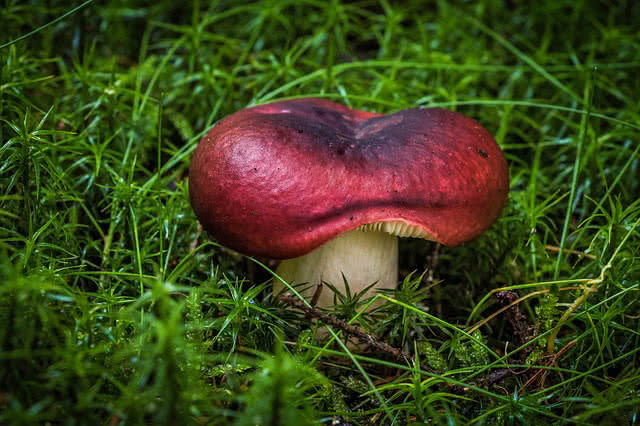 mushroom