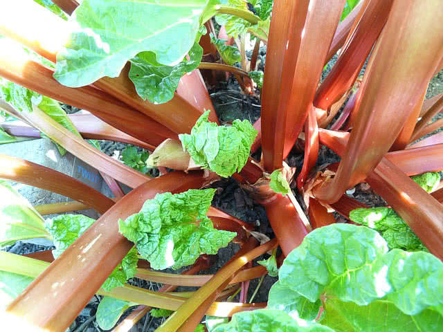 rhubarb