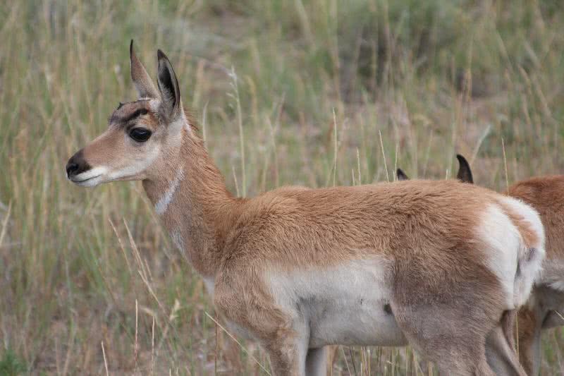 pronghorn antelope