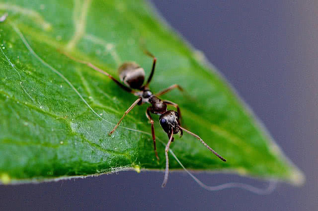 ant