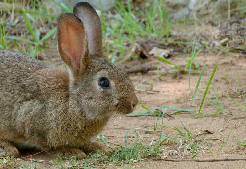 brown hare