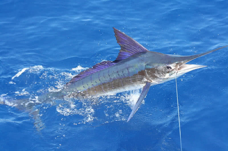 marlin fish