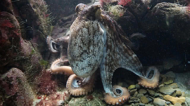 octopus