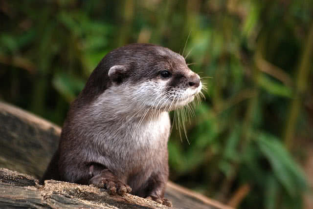 otter