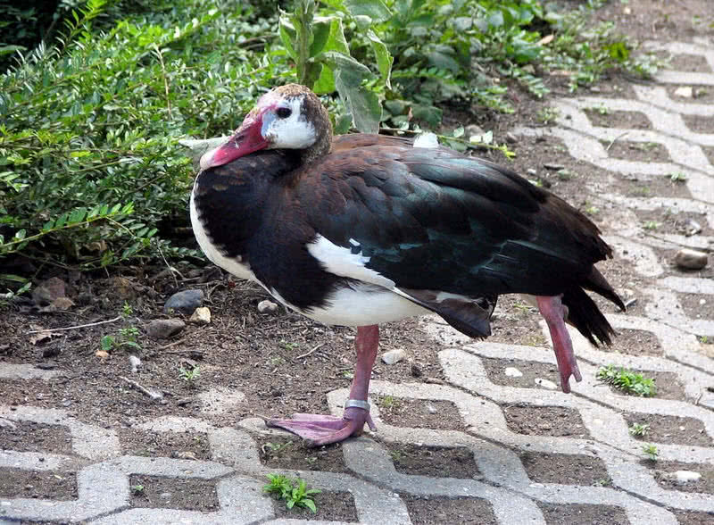 spur winged goose