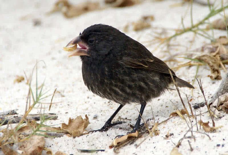 Darwins finches