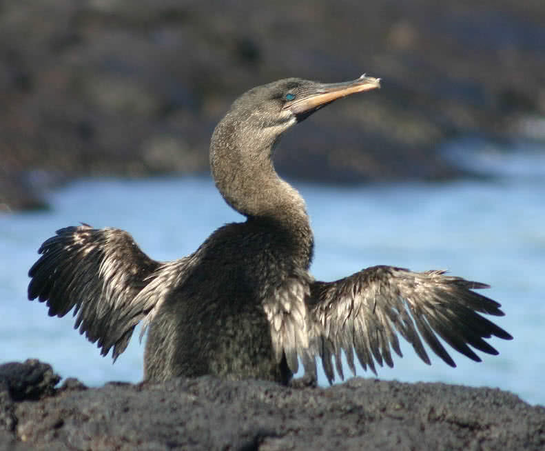 Flightless cormorant