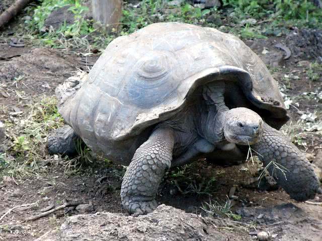 Galapagos Tortoise