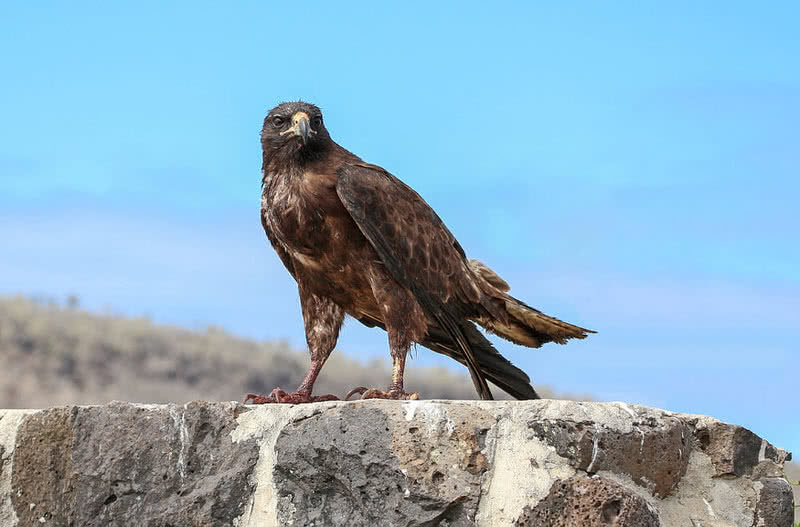 Galapagos Hawk