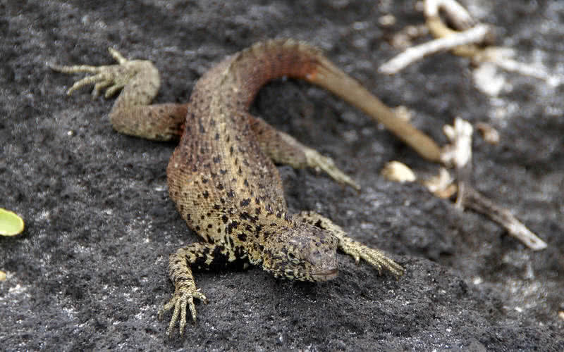 Lava Lizard