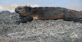 animals of galapagos