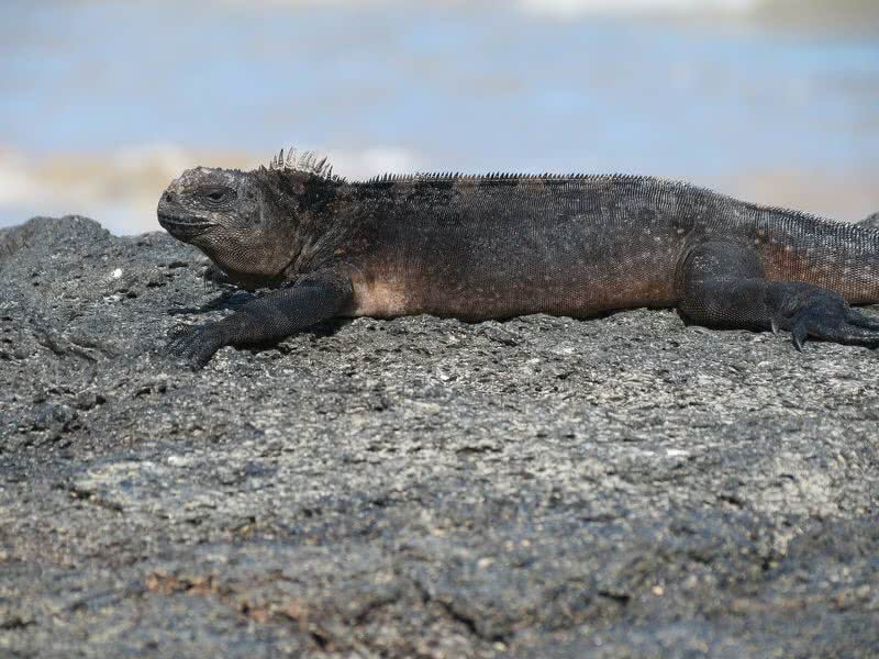 animals of galapagos