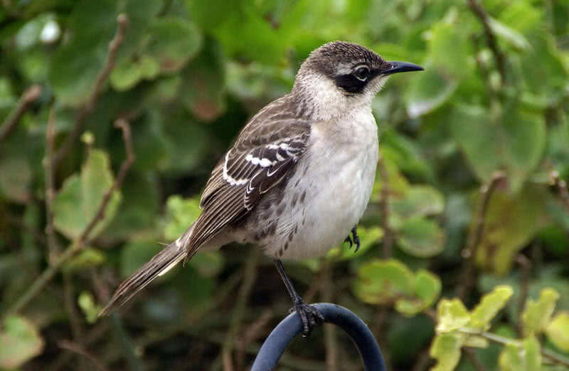 Galapagos Mocking Bird