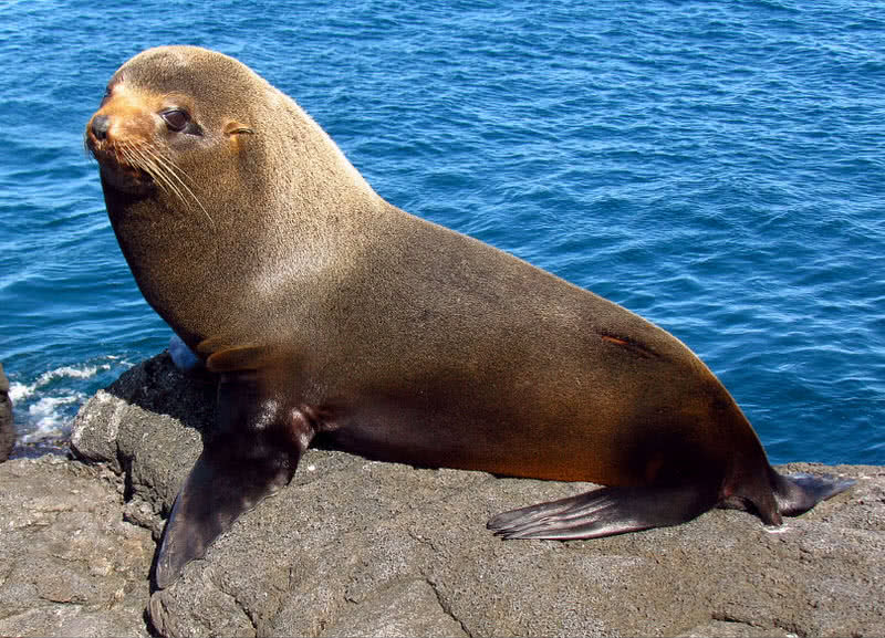 Galapagos fur seal