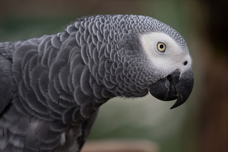 smartest talking birds