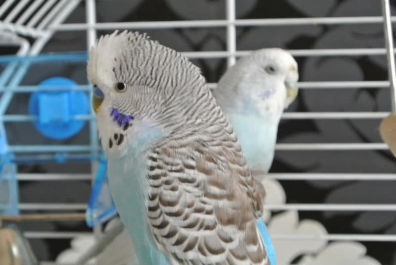 budgerigar