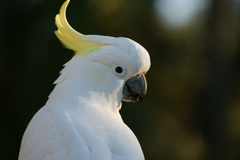 cockatoo