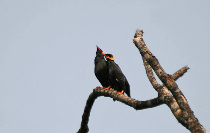 hill myna