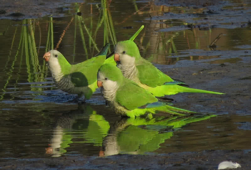 monk parakeet