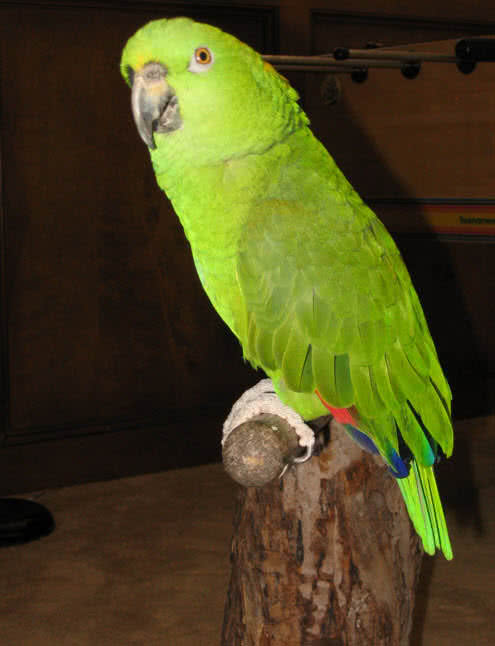 yellow naped amazon