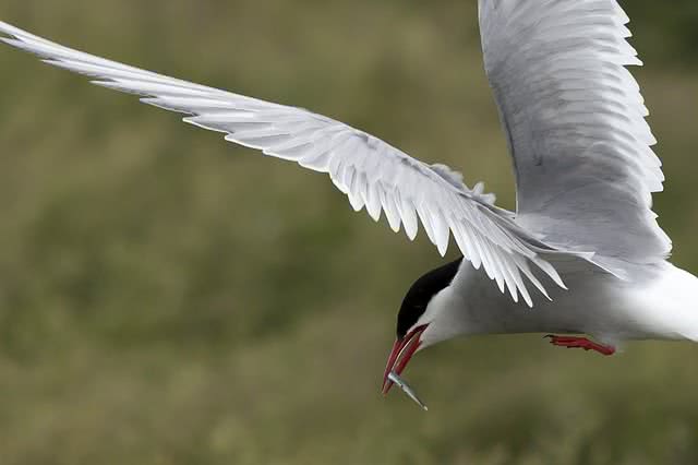 arctic tern