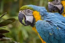 most beautiful parrots