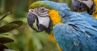 most beautiful parrots