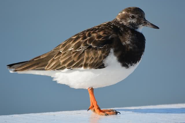 ruddy turnstone