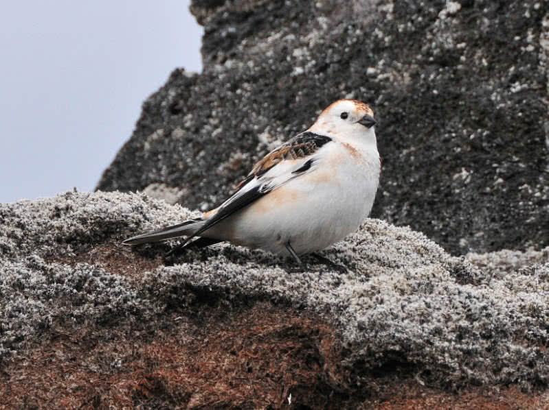 snow bunting