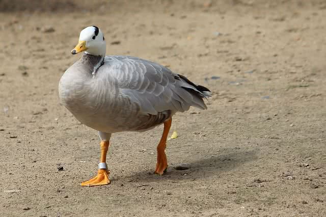 snowgoose