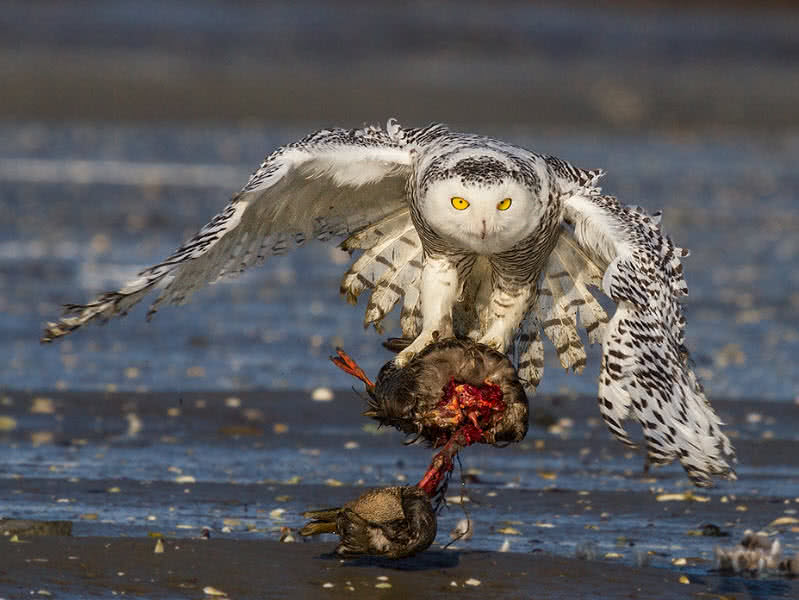 amazing arctic birds