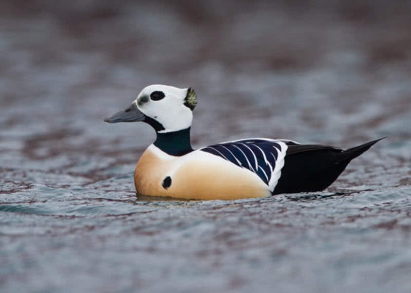 stellers eider