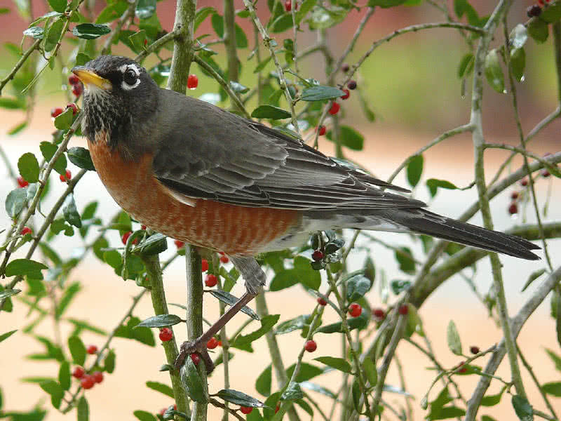 best singing birds