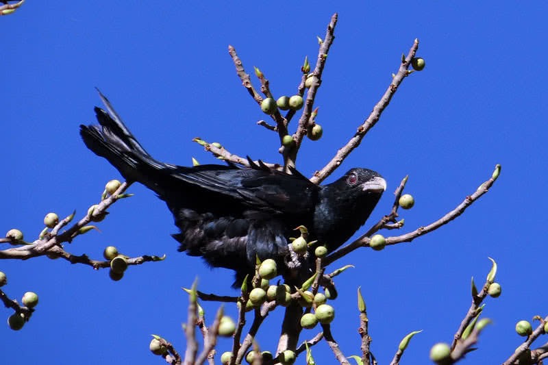 asian koel