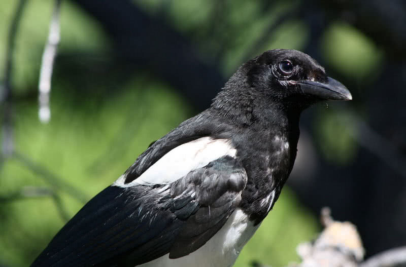 black billed magpie