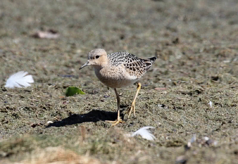 buff breasted sandpiper