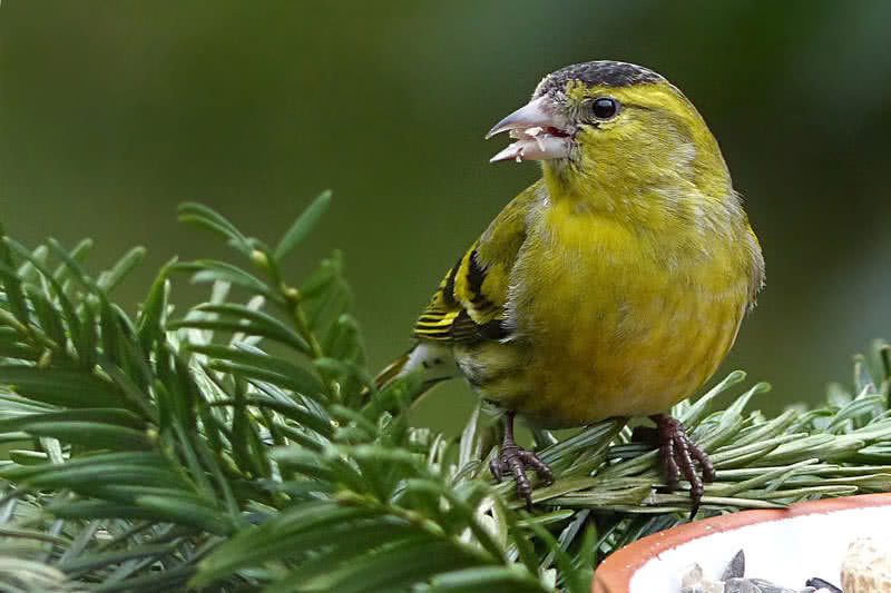 best singing birds