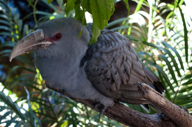 channel billed cuckoo