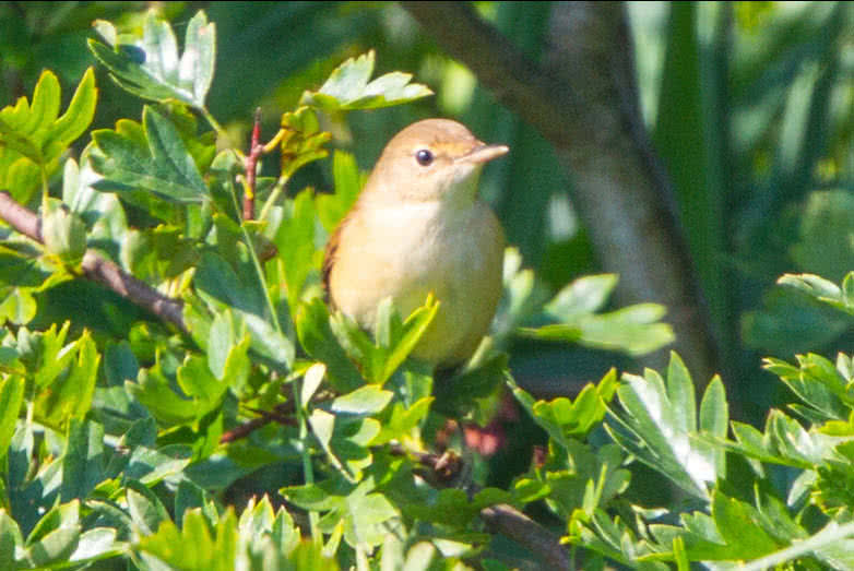 common nightingale