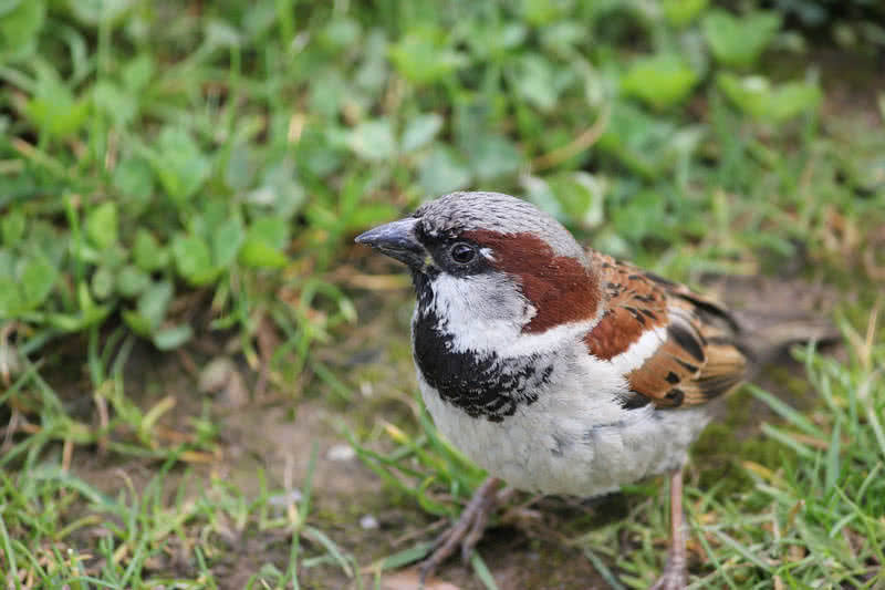 best singing birds