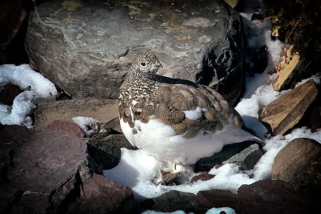 rock ptarmigan