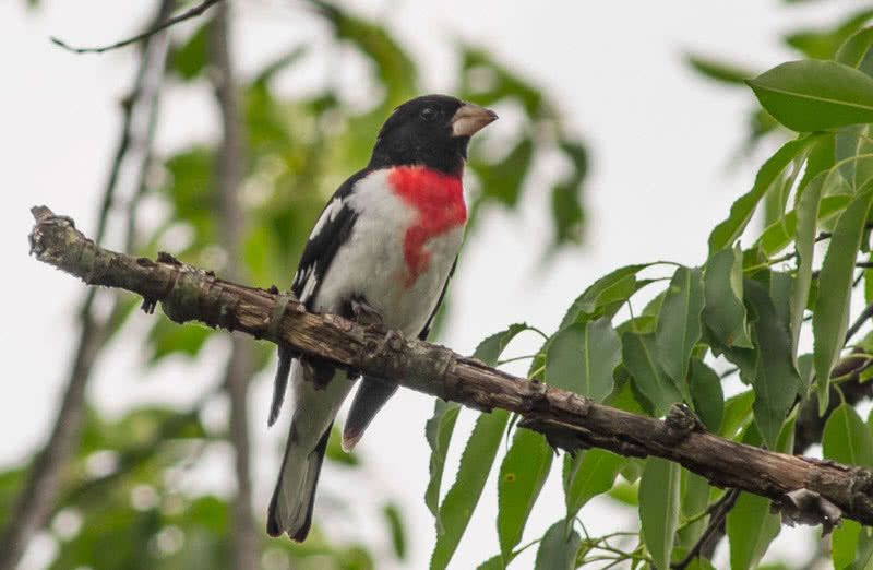 rose breasted gros beak