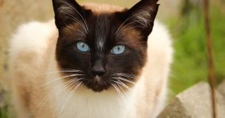 most beautiful cat breeds