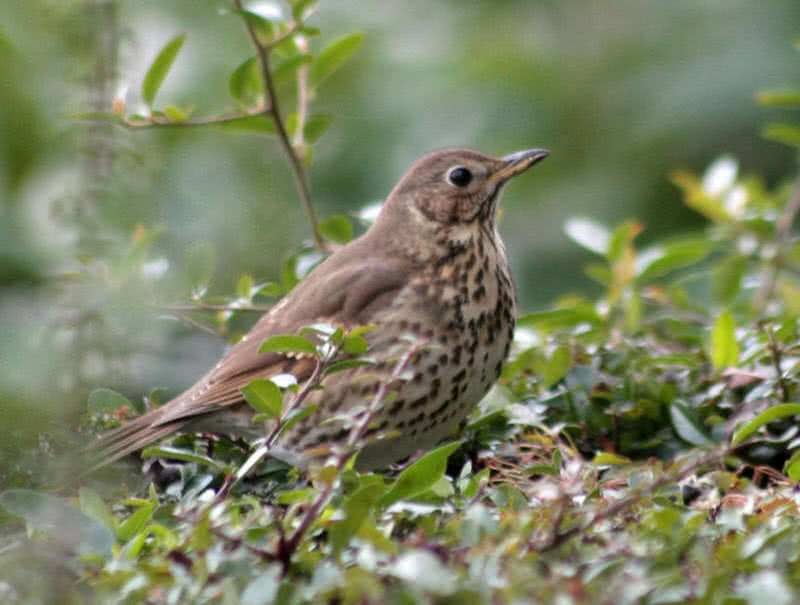 song thrush