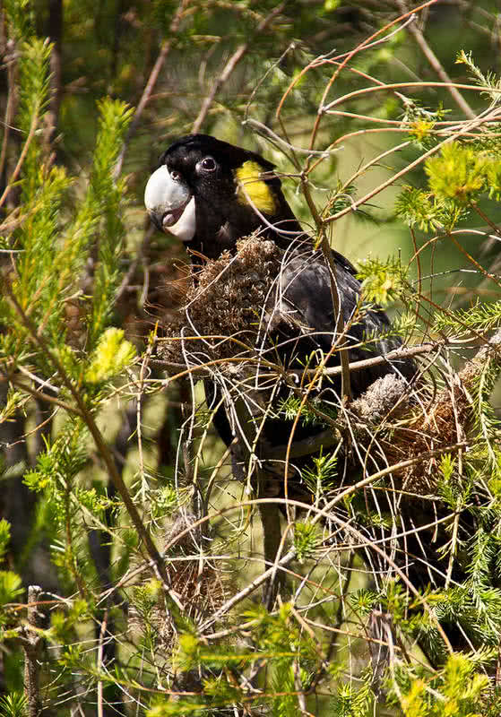 yellow tailed black cockatoo