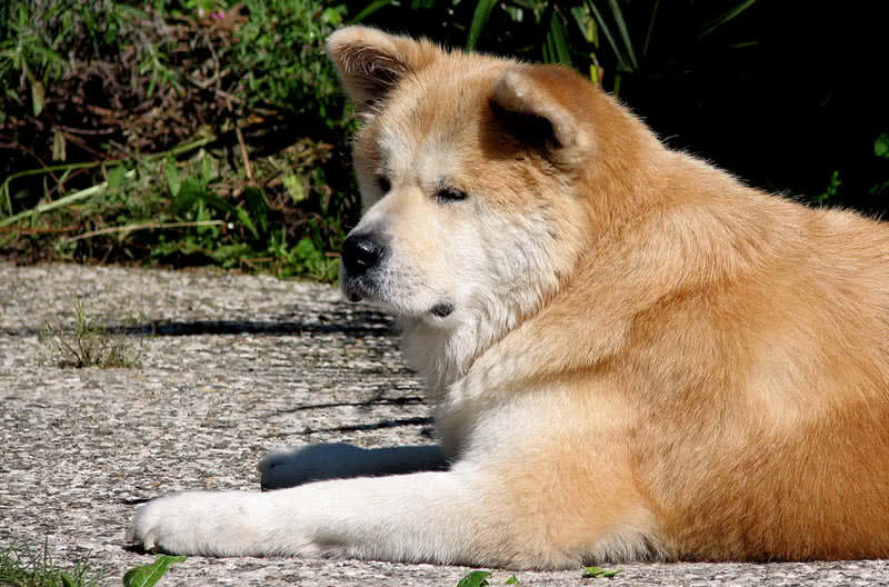 akita inu