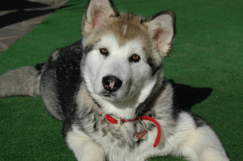 alaskan malamute