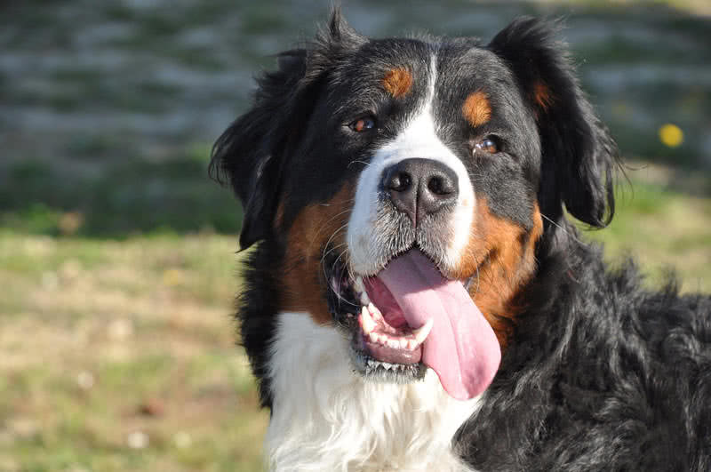 bernese mountain dog